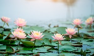 Contact. Multiple lotus flowers